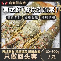 海鮮大花龍蝦波龍鮮活冷凍水產特大龍蝦深海蝦小青龍花龍蝦